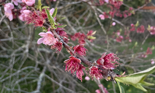 Spring. Gondomar